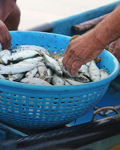  Fishing & Dairy Farming 