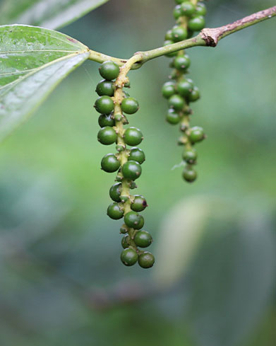  Green Spice Movement 