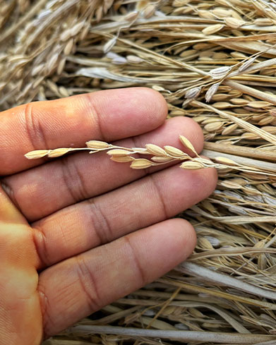  Indigenous Livelihoods 