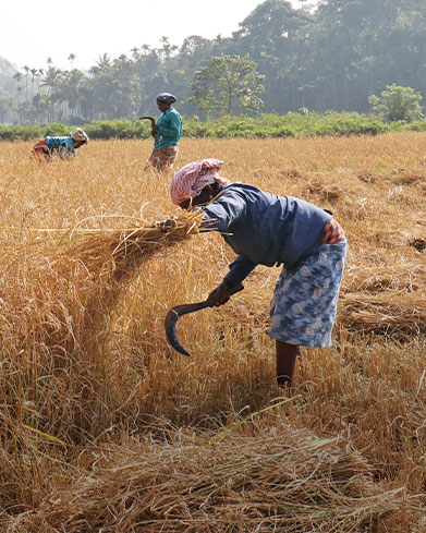  Paddy & Vegetable Cultivation 