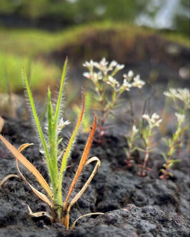  Laterite Hills and Biodiversity 