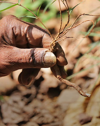  Indigenous Knowledge 
